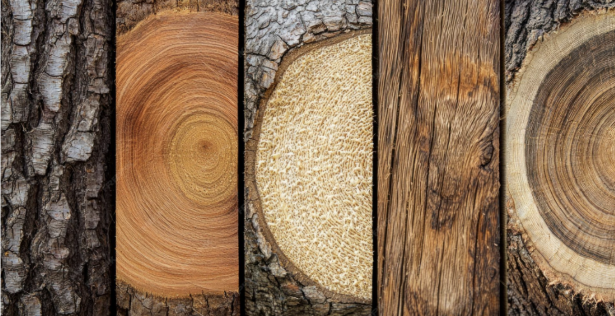 Verschiedene Holzarten